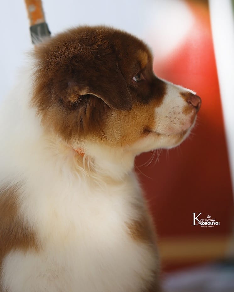 iz_doma_korolevoi_kennel в LOOKY — фото 4