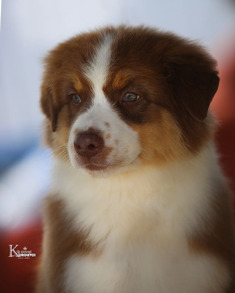 iz_doma_korolevoi_kennel в LOOKY — фото 2