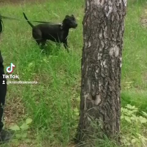 katya_gaeva22 in LOOKY. #стаффордширскийтерьер,#лайктайм,#лес,#. Сила воли. 💥🤩

#бо...