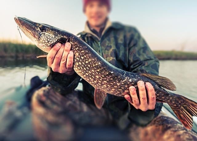 fishing.ideal в LOOKY. #щука,#fishing,#рыбалка,#pike,#pikefishing. Как вам такой улов? ...