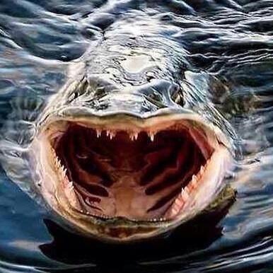 fishing.ideal в LOOKY. #щука,#fishing,#fishingpike,#pike. Как вам такая улыбка...