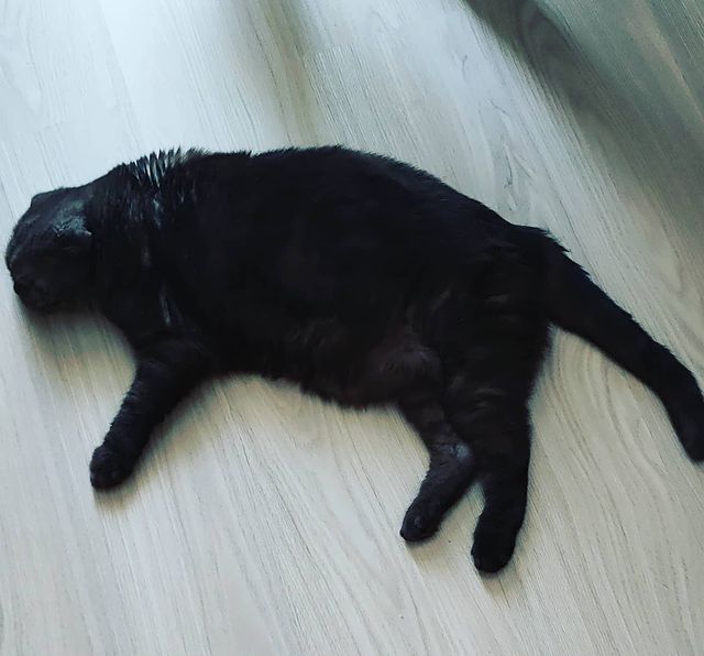stas.nvkz в LOOKY. #пума,#домашниепитомцы,#puma,#котики,#cat,#animals. Пума, ну просто уста...