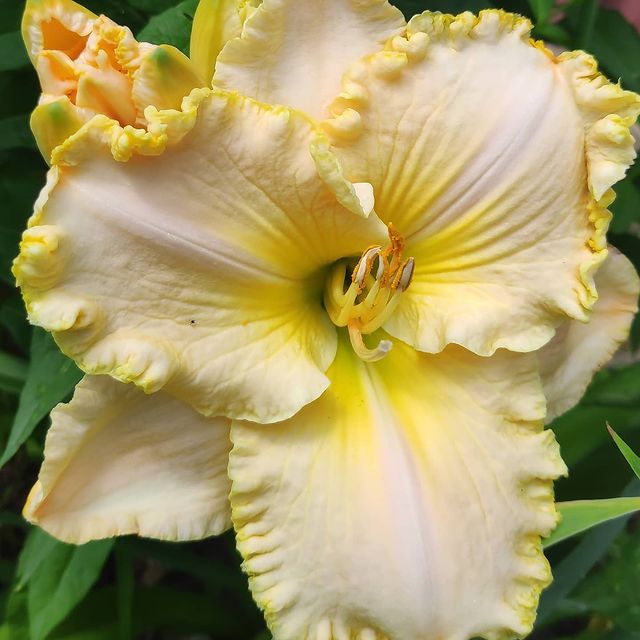 osberry195 в LOOKY. #лилейники,#красоднев,#Hemerocallis. #лилейники #красодне...