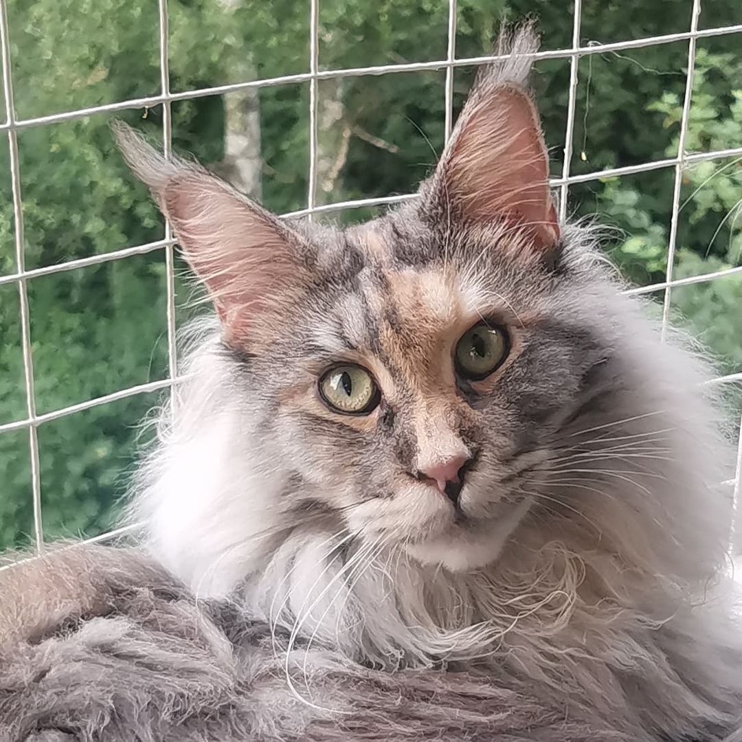 dark_han_fabby_vicky в LOOKY — С пятничкой🥰 #mainegiants_vicky #maine_coon_banda #mainecoo