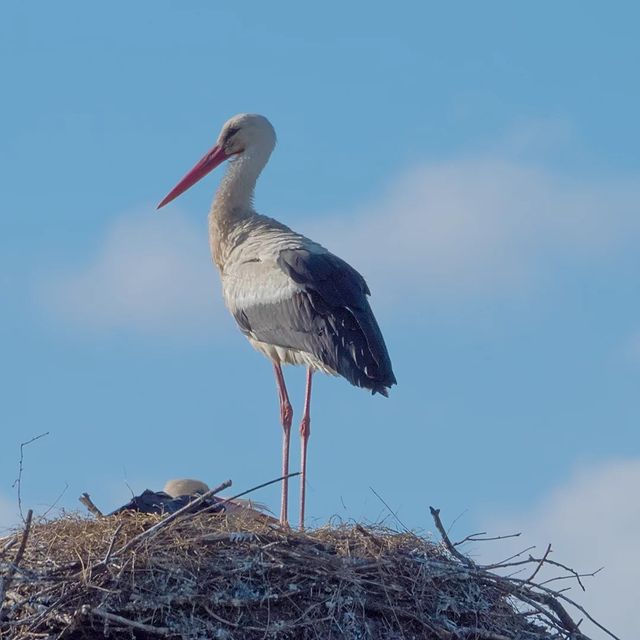 the.tail.wind в LOOKY. #nature#naturelife#naturephotography#wild#wildlifestyle#wildlifephotography#callofthewild#animals#birds#ciconia#ciconia_ciconia#природа#дикаяжизнь#зовприроды#фотогоафииприроды#животные#птицы#аисты#белыйаист. #nature#naturelife#n...