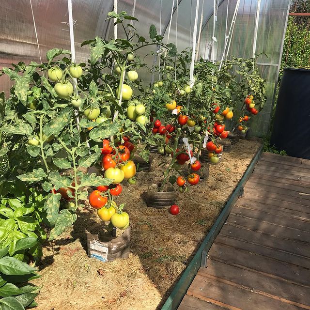 gipsophyla в LOOKY. . Ура! Помидорная пора...
