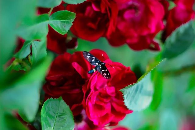 nasyadutova в LOOKY. . null