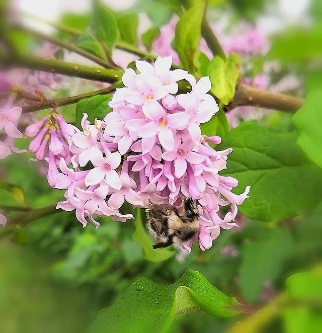 aleksey.lantsov в LOOKY. #цветы,#букашки,#лето,#flowers,#bugs,#summer. Цветы и букашки
Flow...