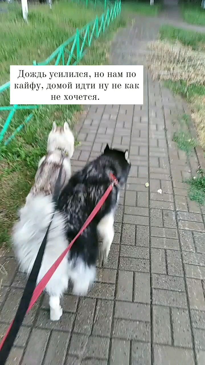 konstantin_husky_official в LOOKY. . Наконец-то дождь.