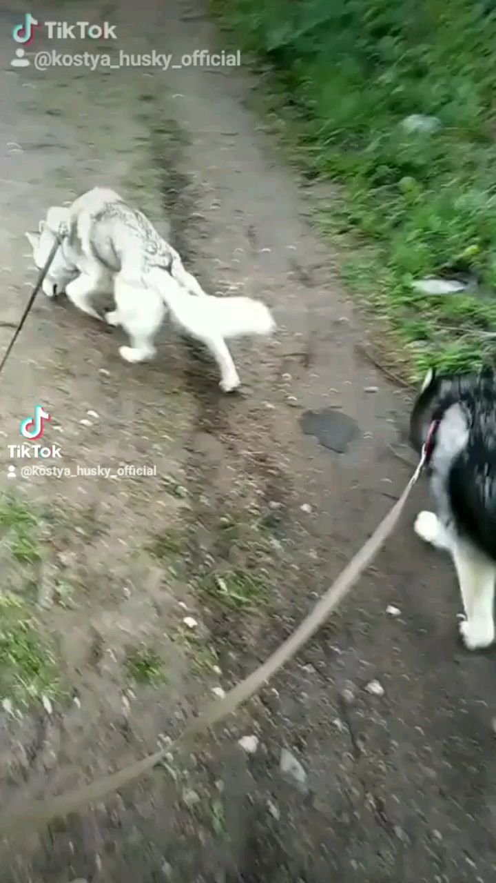konstantin_husky_official в LOOKY. . Прогулка после дождя...