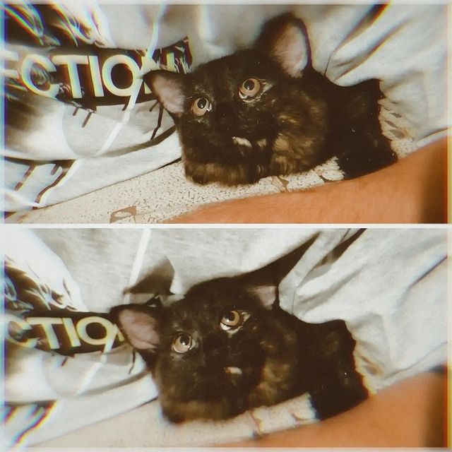 _musya_a в LOOKY. #cat,#고양이,#wife,#아내,#animal,#animalinsta,#instamood,#russiangirl🇷🇺,#tattoogirl,#honor10i,#instalike,#instadaily,#followme. Peekaboo 😸 #cat #고양...