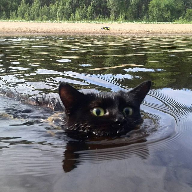 ieugene.mat в LOOKY. #hiking🌲,#котэ🐱,#cat,#кот,#nature,#природа,#forestspirit,#river,#animals,#животные,#summertime,#summer,#instacat,#travel,#путешествия,#c_kotom,#cats,#кошки,#wildlife,#blackcat,#catsofinstagram,#slobodskoy,#слободской,#naturelovers,#swimming. 😸🐾🌲Чего только не...