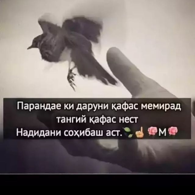 Firdavsi Qurbonov in LOOKY. . null