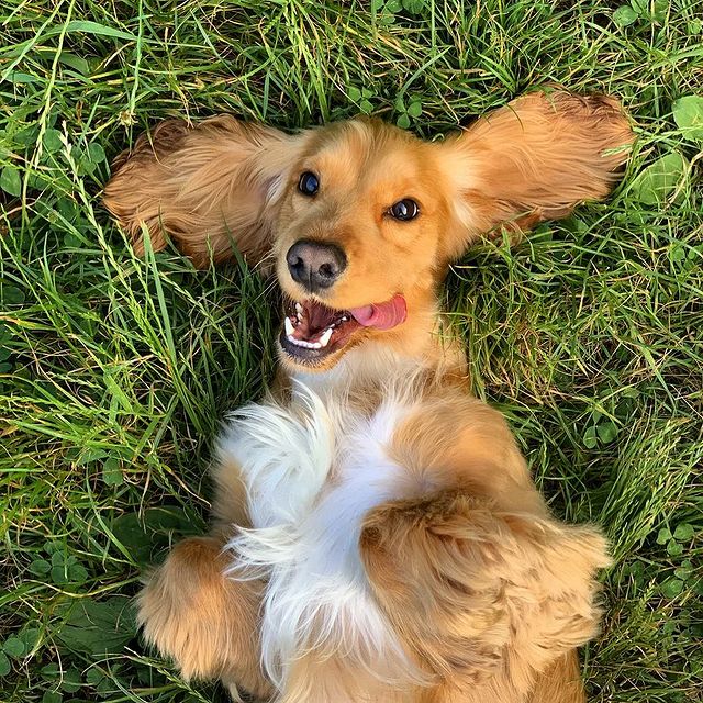 khimola.ru в LOOKY. . ​​🐩🐩🐩 Какие собак...
