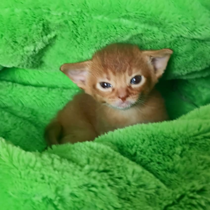 adamas_aby в LOOKY — фото 4
