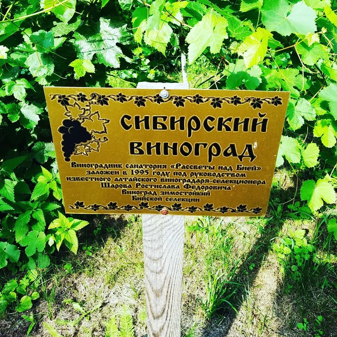 aikinas в LOOKY. #люблюлето,#люблюалтай,#Рассветы_над_Бией,#отпуск2021. Возле санатория раст...