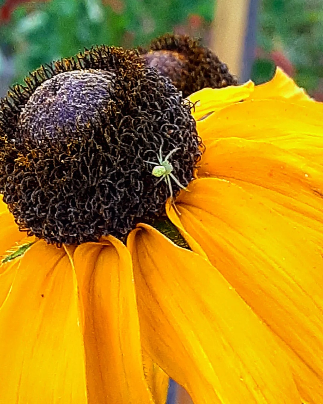 antsiferovbreed в LOOKY — фото 3