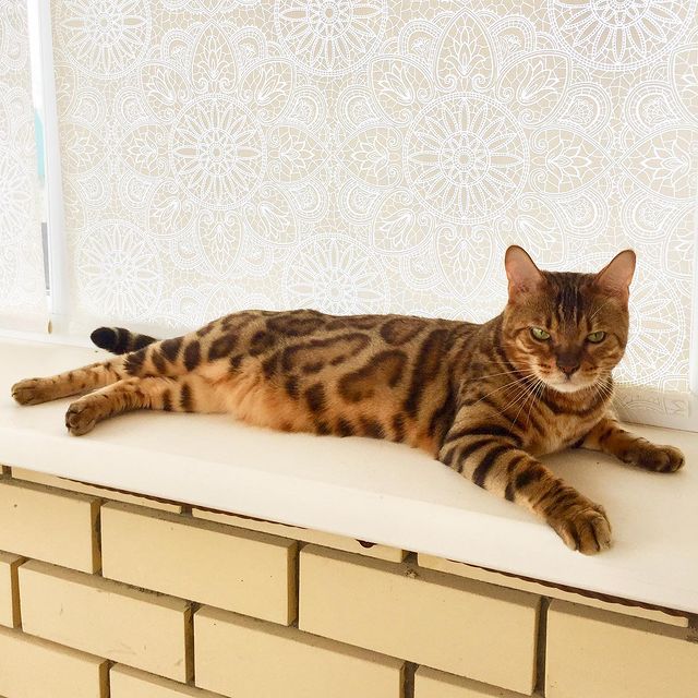 pro_liudmila в LOOKY. #коткоторыйгуляетсампосебе. Декстер в отпуске 🏖...