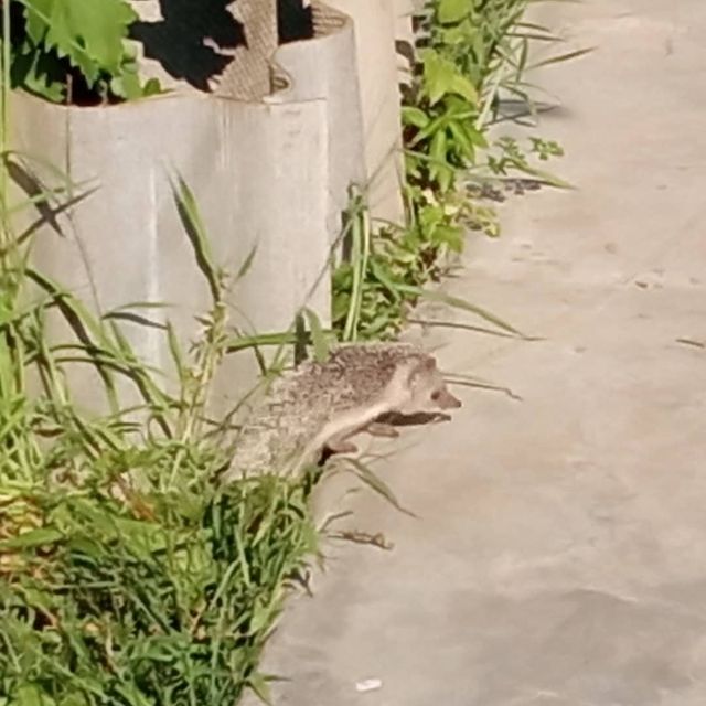 mad.scientist25 в LOOKY. #hedgehog,#morning. #hedgehog 🦔, #morni...
