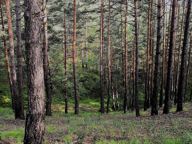 aleksey.lantsov в LOOKY. #Забайкалье,#лес,#лето,#грибы,#transbaykalregion,#forest,#summer,#mushrooms. Грибы. Начало.
🇬🇧 ...