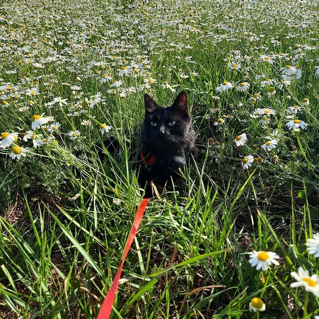 cute_marcus_cat в LOOKY. #прогулка,#кошка,#прикол,#поле,#друзья. Выбрались погулять н...