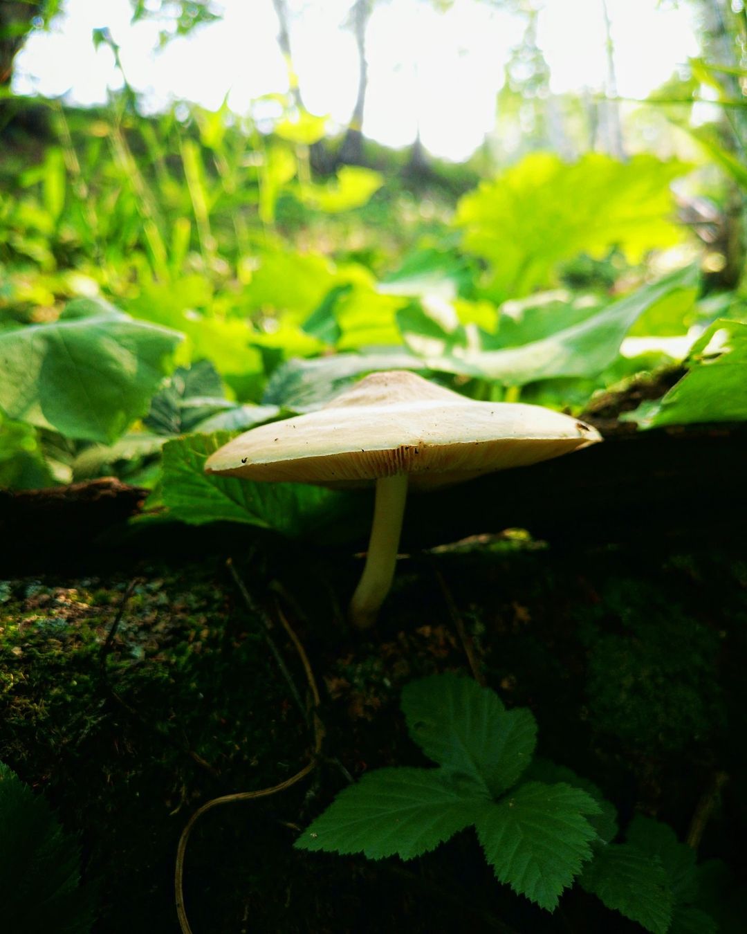 eipatov в LOOKY — фото 2