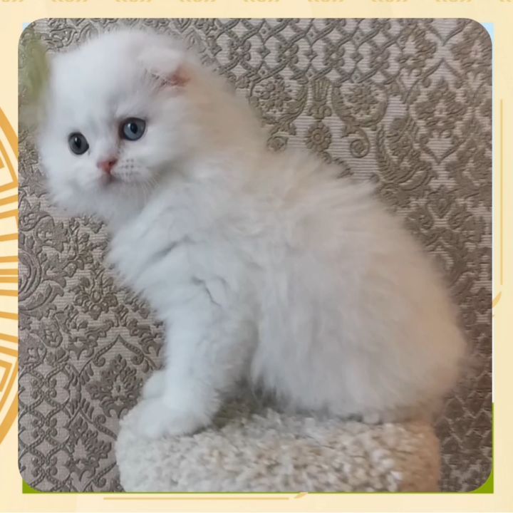 Вислоухие Шотландские котята в LOOKY. #moscharm. Продается разноглазы...