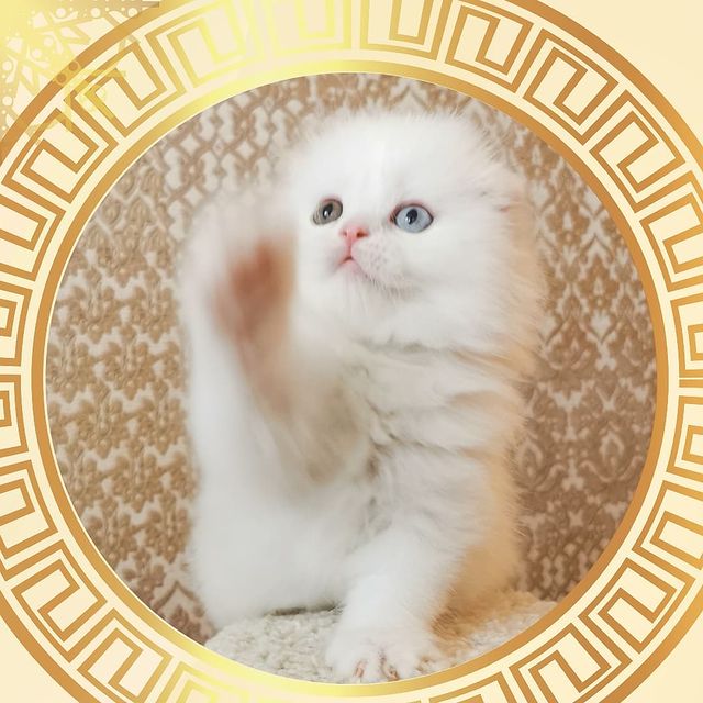 Вислоухие Шотландские котята в LOOKY. #moscharm. Разноглазый Мальчик ...