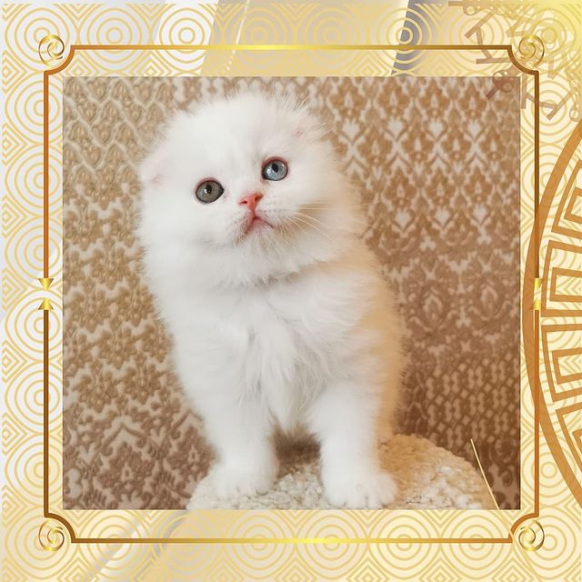 Вислоухие Шотландские котята в LOOKY. #moscharmcattery. Продажа шотландский ...