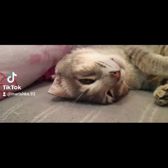 marishka_br_92 in LOOKY. #котикнаш,#честер. #котикнаш #честер