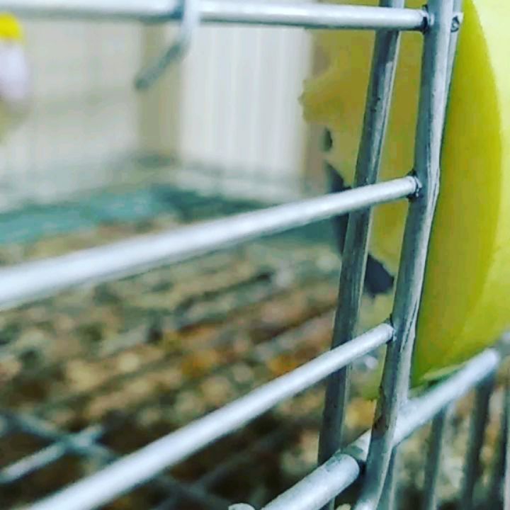 eeenverkilinccc в LOOKY. #forpusturkiye,#forpuspapağani,#forpus,#forpusankara,#forpusbird,#forpusinlove,#forpusüretim,#forpuspapağanı,#forpusparrot,#forpussahiplendirme,#forpusparrotlet,#forpuspapagani,#forpusofinstagram,#forpusturkey,#forpustürkiye,#parrolet,#ankara,#çubuk,#pursaklar,#akyurt,#keçiören. Görmemişe elma vermi...