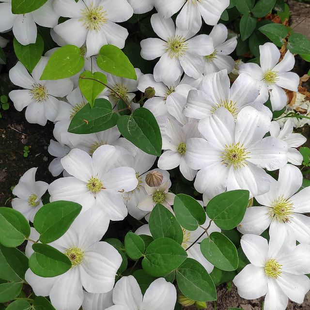 osberry195 в LOOKY. #Клематисы,#лианывсаду. Плетистые🌿🌸🍃
#Кле...