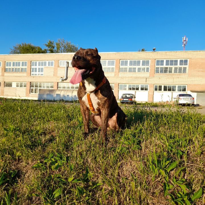 amstaff.beyli в LOOKY. #стаффордширскийтерьер,#бэйли,#собакаулыбака. #стаффордширскийтерь...