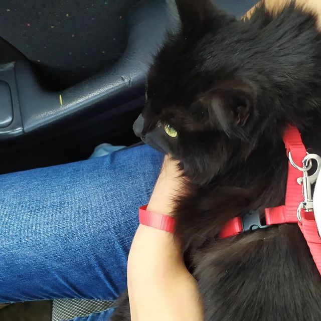 cute_marcus_cat в LOOKY. #мыещевсемпокажем. Самая смелая путешес...