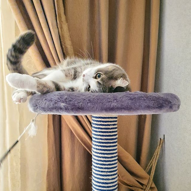 it.kotik в LOOKY. #серыйкот,#жизньдомашнихживотных,#коть. Скучашки. 

#серыйко...
