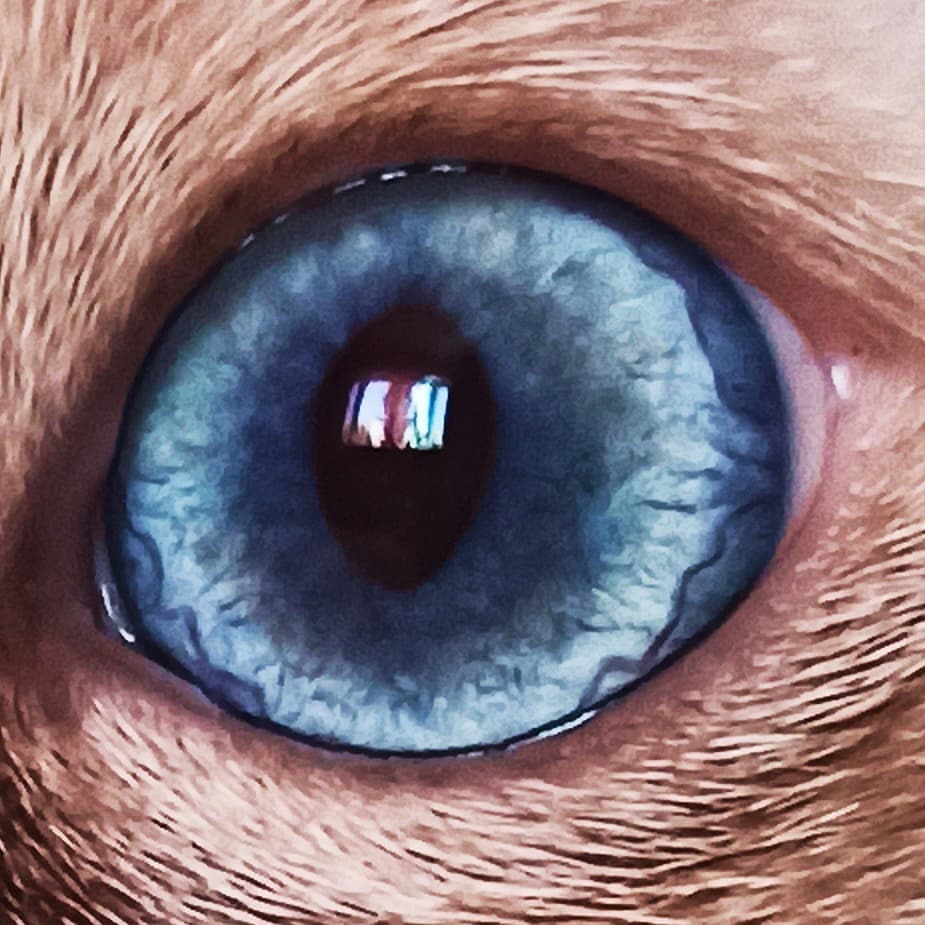 azure_glory_cattery в LOOKY — фото 3