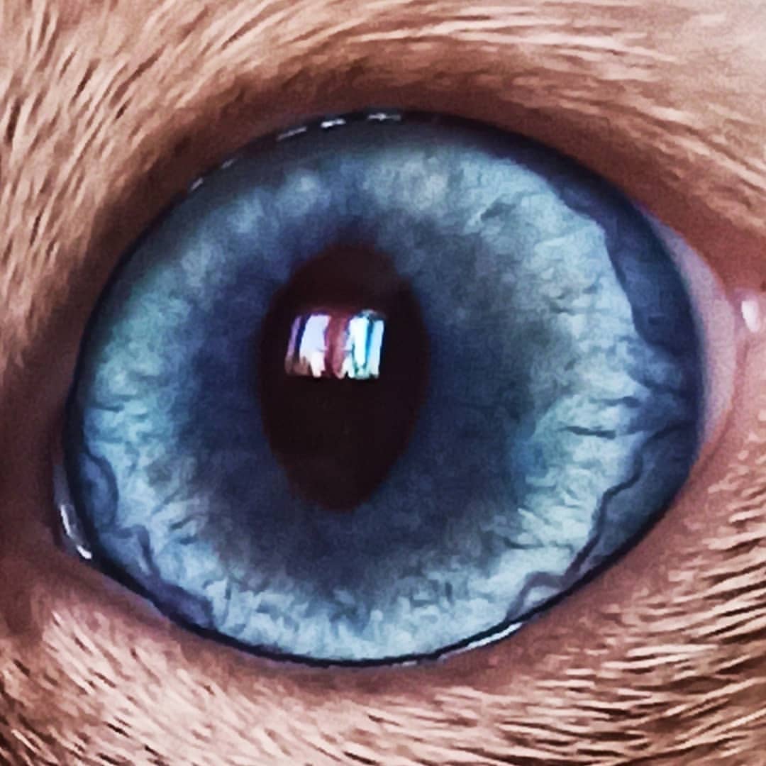 azure_glory_cattery в LOOKY — фото 2