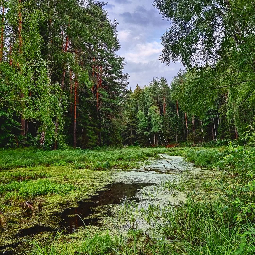 dana_kerroll в LOOKY — Зря не шуми и не порти #лес

#болото #погуляшки #россия #woo