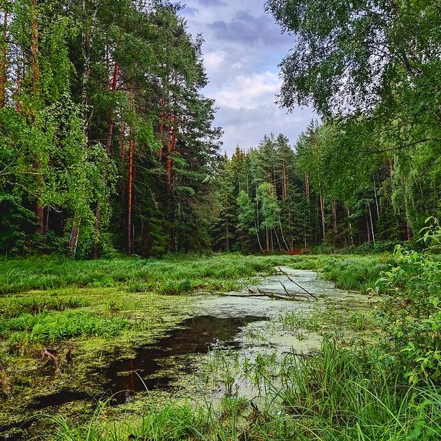 dana_kerroll в LOOKY. #лес,#болото,#погуляшки,#россия,#wood,#swamp,#russia,#sumpf. Зря не шуми и не пор...