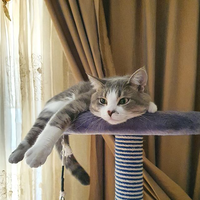 it.kotik в LOOKY. #cat,#cats,#instacat,#catstagram,#catlovers,#pet,#pets,#кошки,#кошкитакиекошки,#котыкошки,#кошкирулят,#зеленоград,#зеленоградскиемамочки,#itkotik,#крюково. На расслабоне 😸🐾
#...