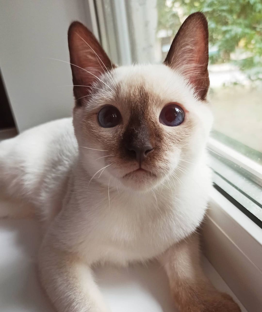 azure_glory_cattery в LOOKY — Elliot Azure glory 🔥🔥🔥💎💙💙💙 невероятно ласковый и умны