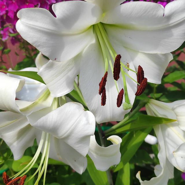 osberry195 в LOOKY. #восточные,#лилиивсаду. Восточные лилии🌺 от...
