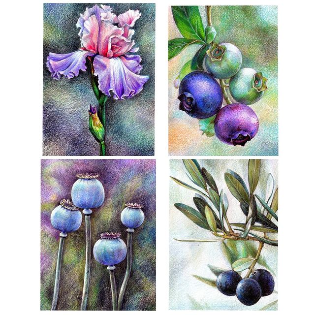 natashushkevich в LOOKY. #sketch4sketchbook2,#botanicalillustration,#ботаническаяиллюстрация,#цветныекарандаши,#иллюстрацияцветнымикарандашами,#colorpencils,#яхудожник. Мои труды для челлен...