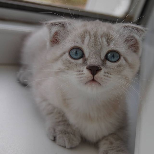lelik0 в LOOKY. . Мои сладкие 😍