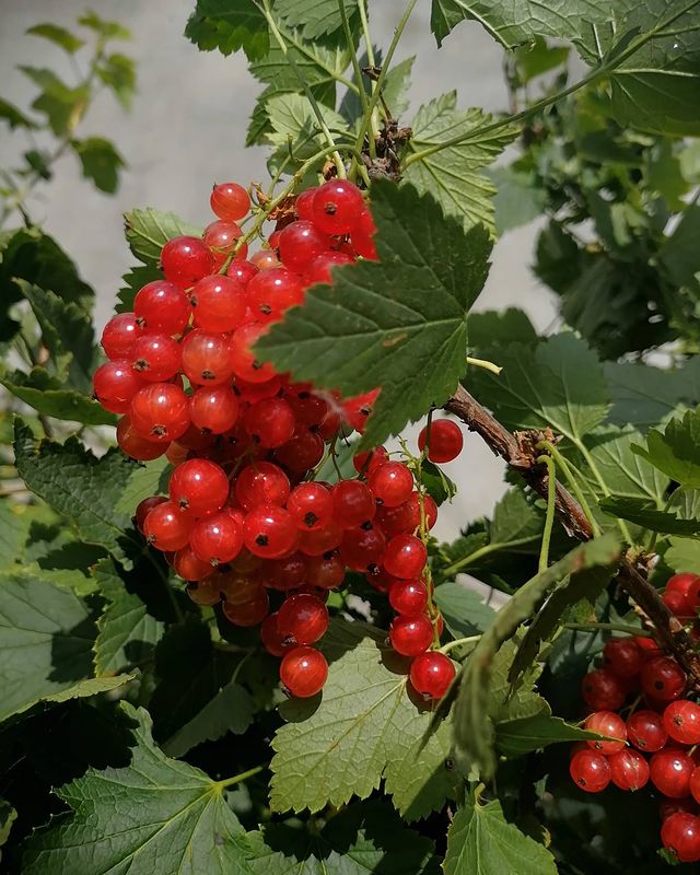 koptena в LOOKY. . null