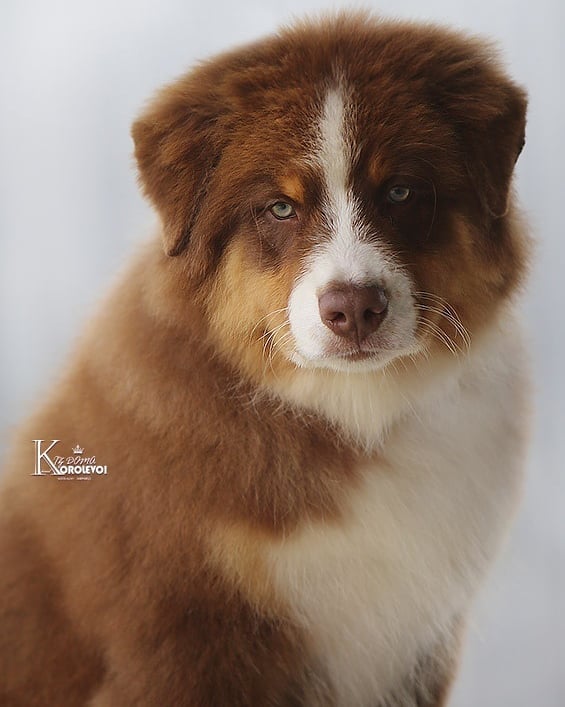 iz_doma_korolevoi_kennel в LOOKY — фото 2