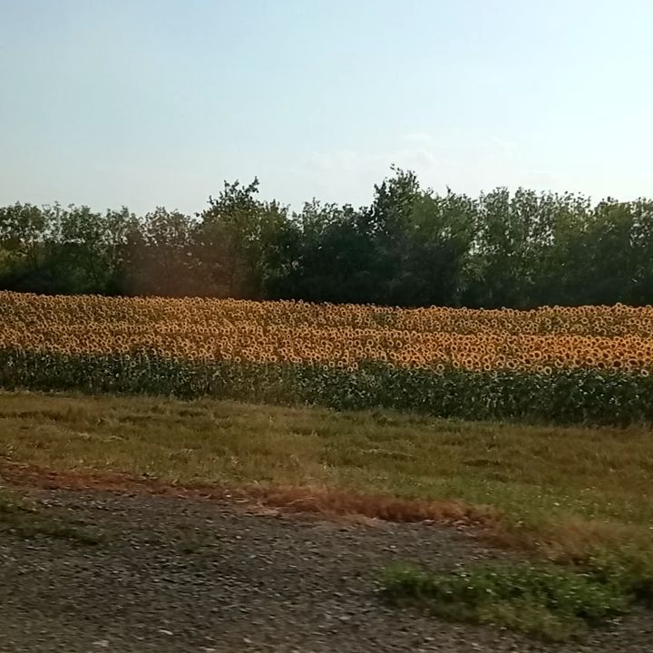 mad.scientist25 в LOOKY. #fields,#sunflowers,#homecoming. #fields #sunflowers ...