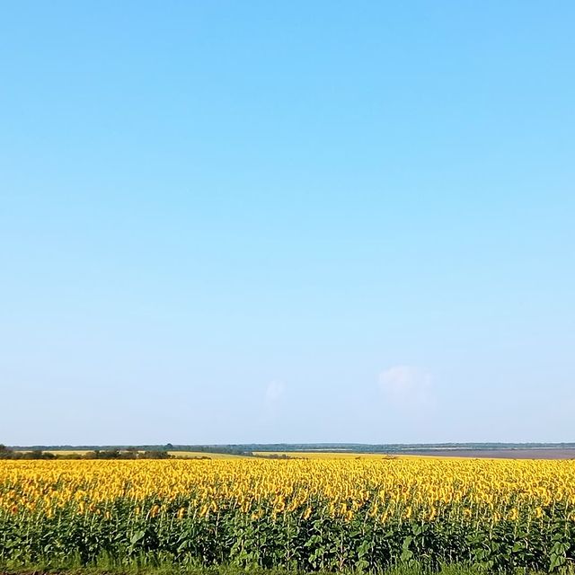 mad.scientist25 в LOOKY. #fields,#sunflowers. #fields #sunflowers