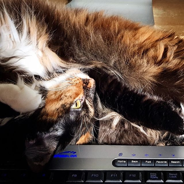 virru в LOOKY. #кошка,#cat. Меховое ленивое
.
.
...