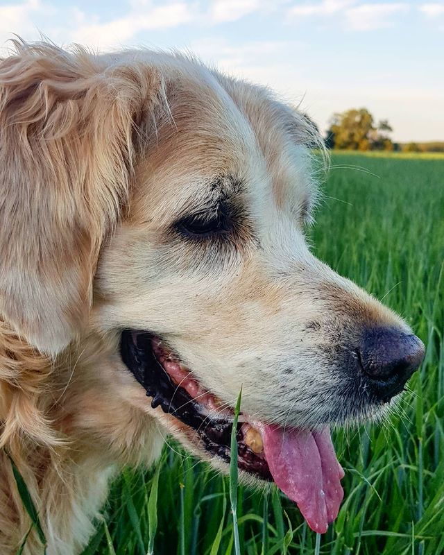 na_tashai5 в LOOKY. #goldenretriever,#Nora,#lowewhereyuolive,#likeforlike,#follow,#followme,#follow4follow,#beautiful,#summer,#smile,#follow4follow,#красивыекартинки,#beautiful,#fun,#beautiful,#россия. #goldenretriever #No...